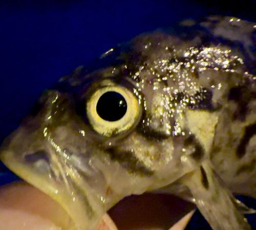 クロソイの釣果