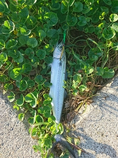 サゴシの釣果