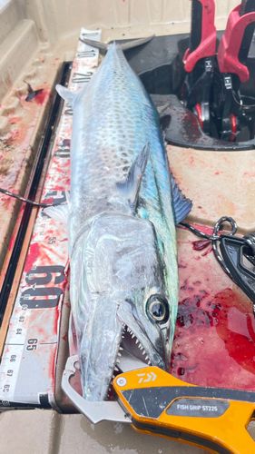 サワラの釣果