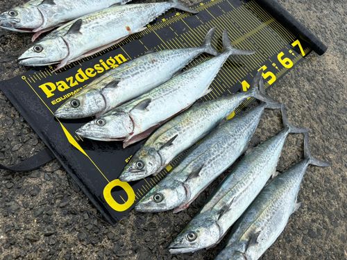 サゴシの釣果