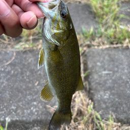 スモールマウスバス