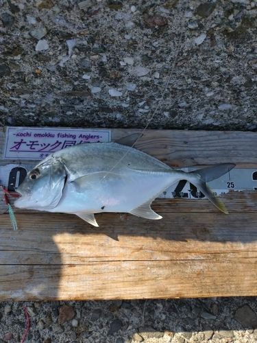 釣果