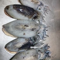 シリヤケイカ