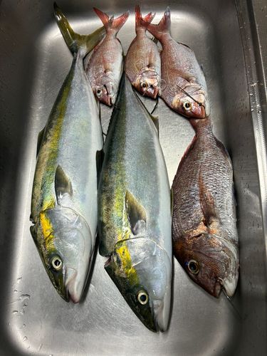 マダイの釣果