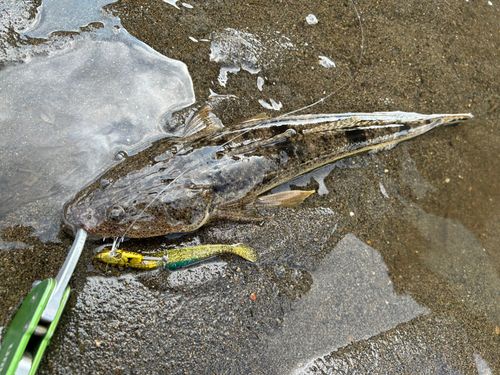 マゴチの釣果