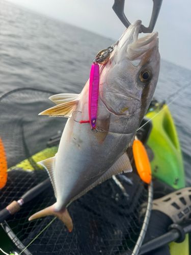 ショゴの釣果
