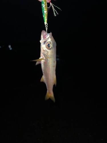クロムツの釣果