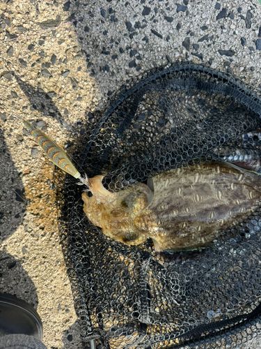 コウイカの釣果