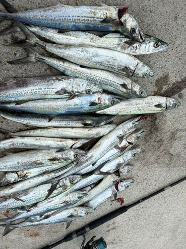 サゴシの釣果