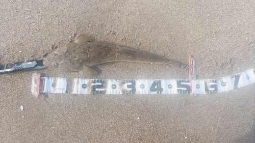マゴチの釣果