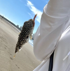 クサフグの釣果