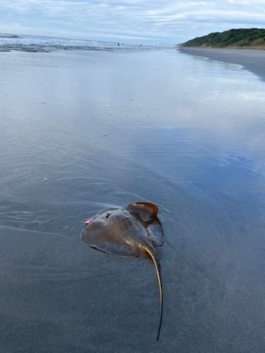 エイの釣果