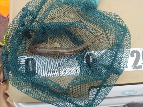 ハゼの釣果