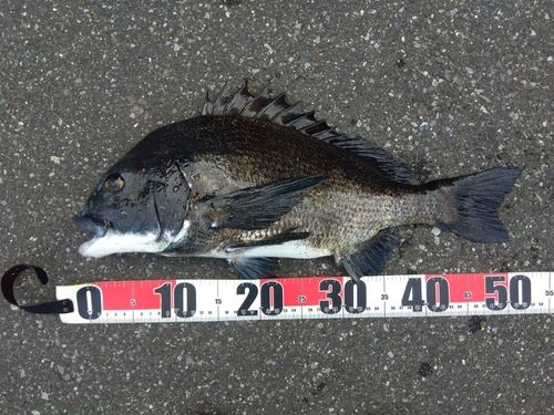 クロダイの釣果