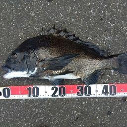 クロダイ