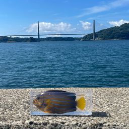アラカブ