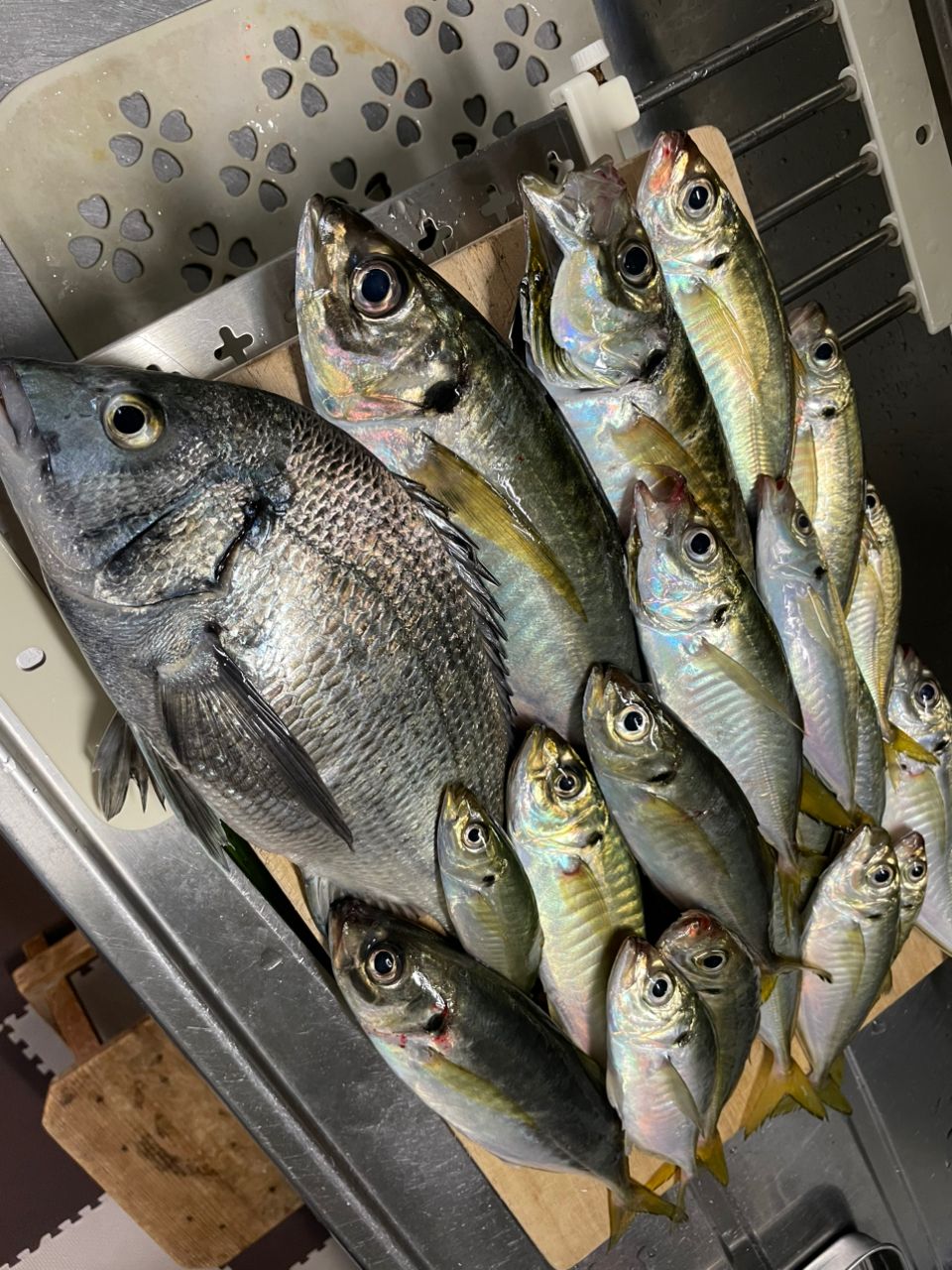 アジ