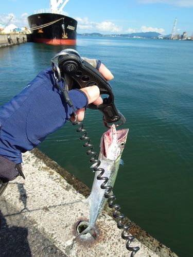 サゴシの釣果