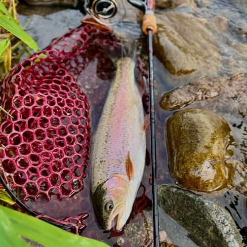 ニジマスの釣果