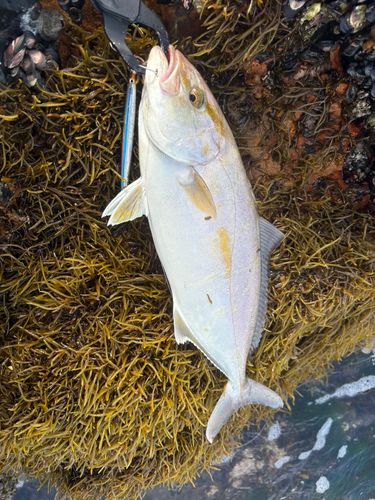 ショゴの釣果