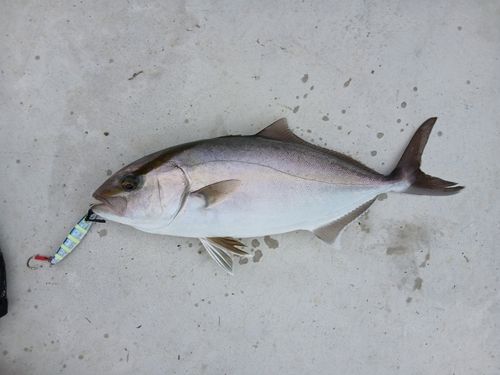 シオの釣果