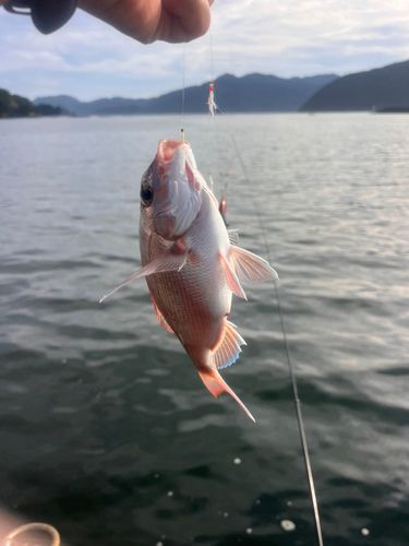 チャリコの釣果