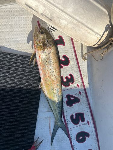 釣果