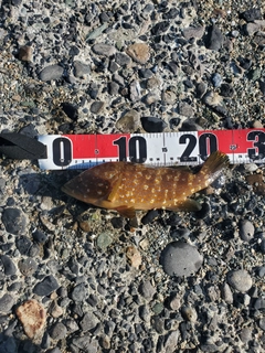 キジハタの釣果