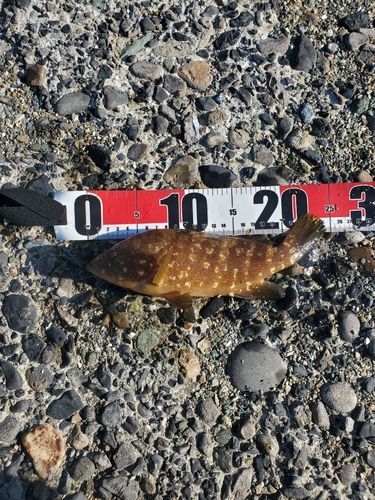 キジハタの釣果