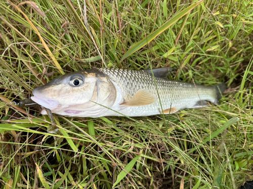ニゴイの釣果