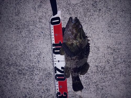 クロソイの釣果