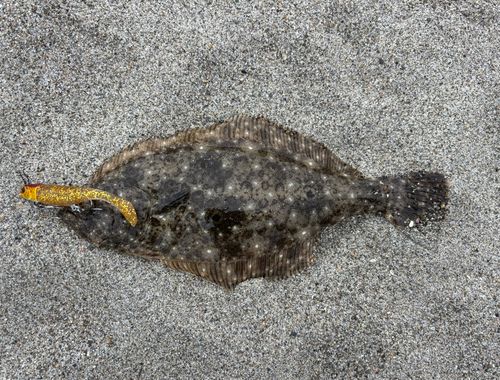 ソゲの釣果