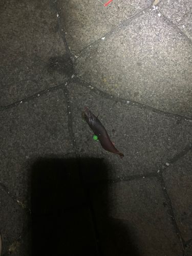 ドンコの釣果