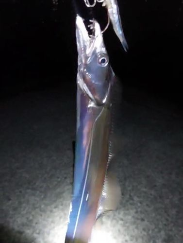 尾鷲湾