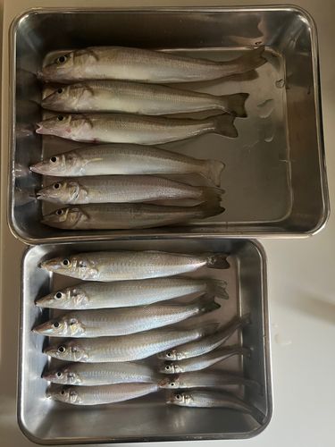 シロギスの釣果