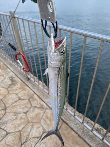 サゴシの釣果