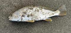 ニベの釣果
