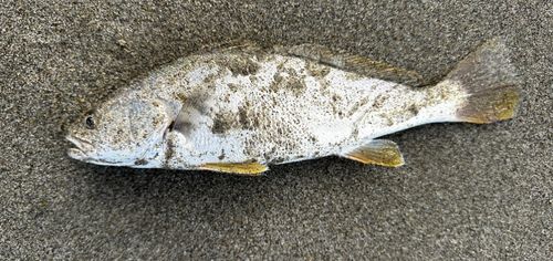 ニベの釣果