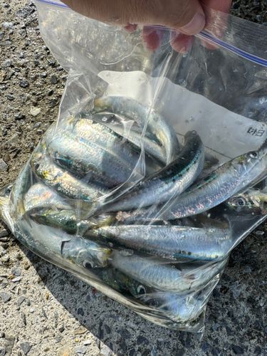 イワシの釣果