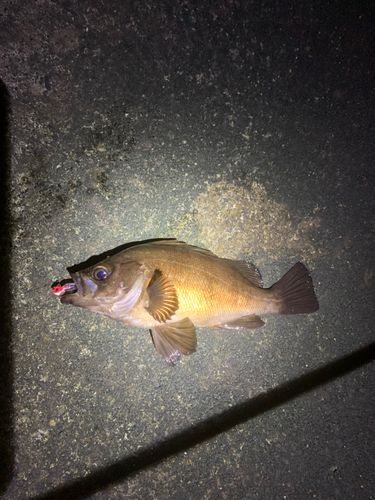 メバルの釣果