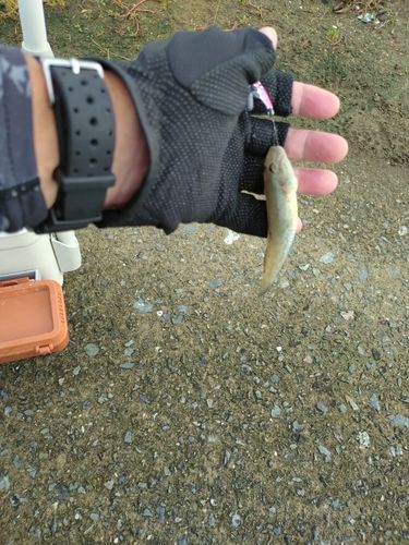マハゼの釣果
