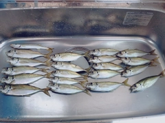 アジの釣果