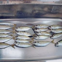アジ