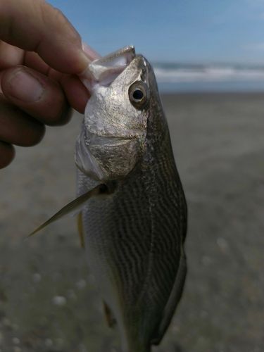 白里海岸