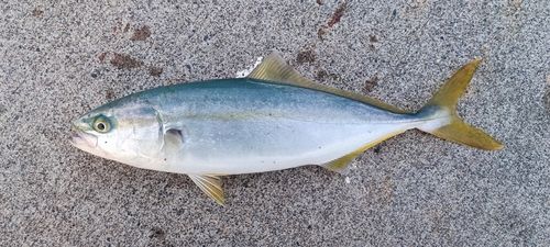 フクラギの釣果