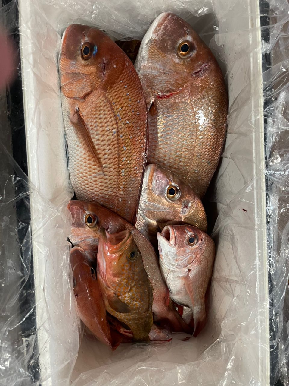 ちゃぼ玉さんの釣果 1枚目の画像