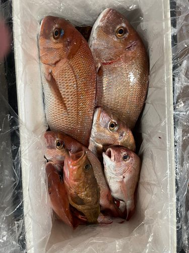 マダイの釣果