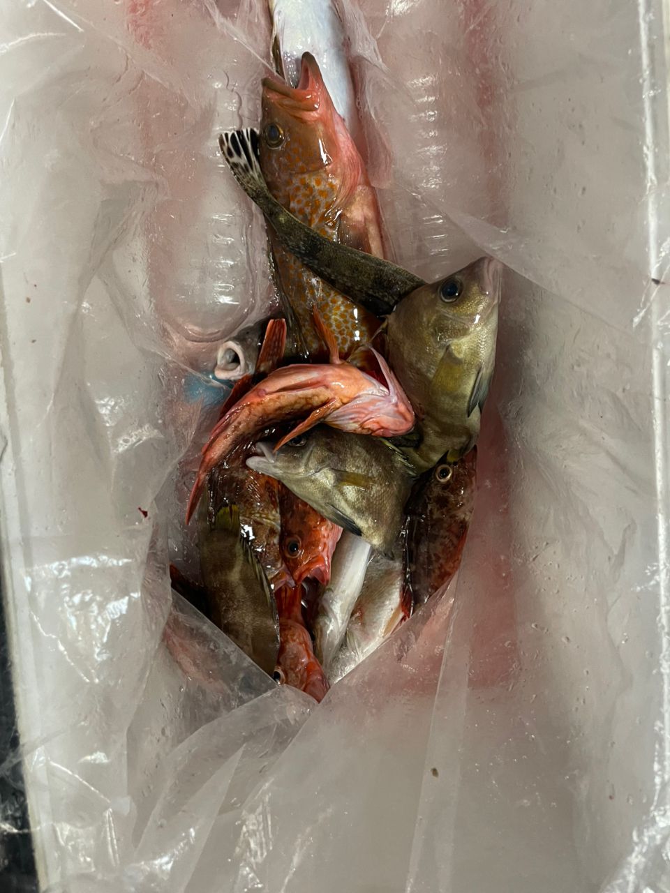 ちゃぼ玉さんの釣果 2枚目の画像