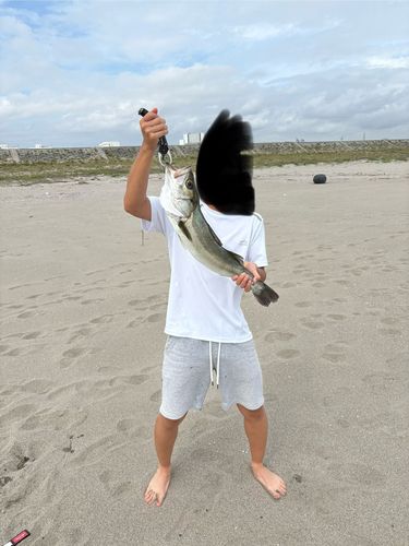 スズキの釣果