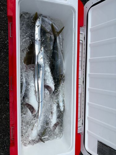 ハマチの釣果